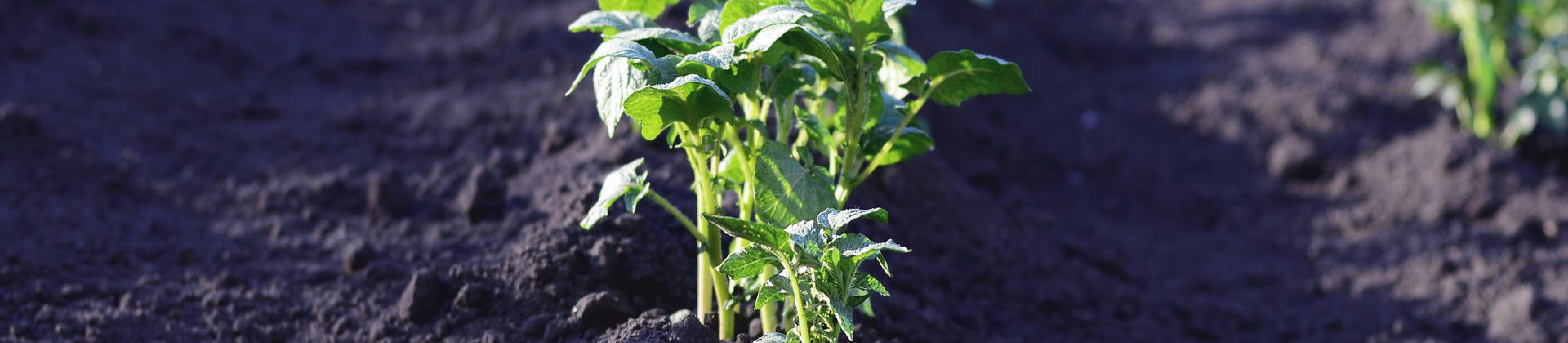 Agricultura 1